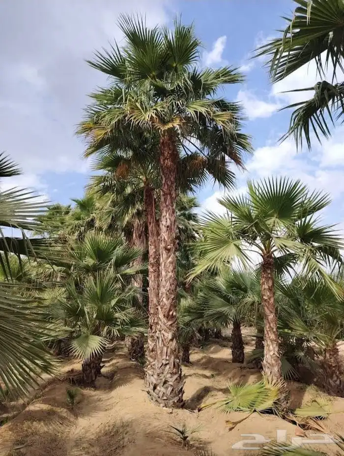 نخل للبيع نخيل ملكي وشنطني زينة نقايل فسايل عربي واشنطي 0