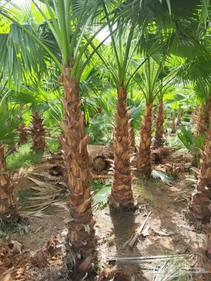 نخل المجمعه 3