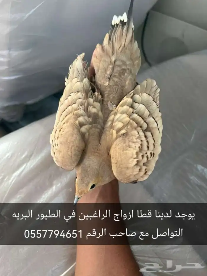 ازواج لبيع 4