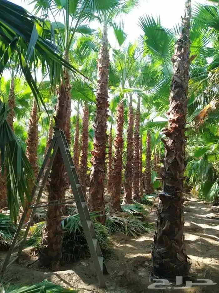 مشاتل الدمام طريق الجبيل 1