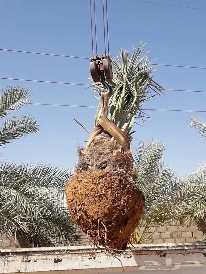 نخيل عربي فسائل نخل نخل عربي نقايل 69