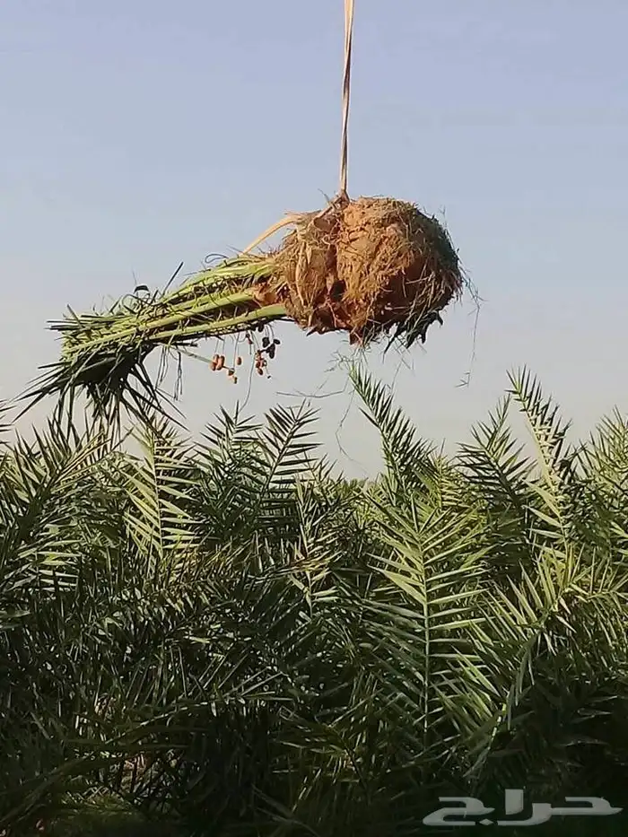 نخيل عربي فسائل نخل نخل عربي نقايل 67