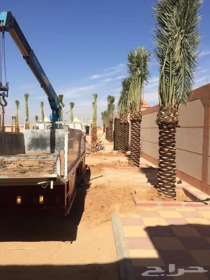 نخيل عربي فسائل نخل نخل عربي نقايل 55