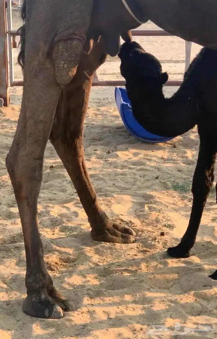 خلفه مصغر تصلح لهل الاستراحات حليب وافر وسكر 2