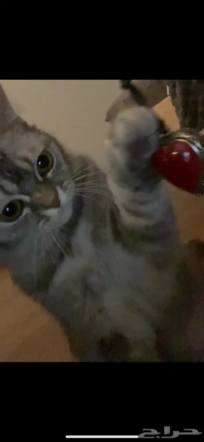 قطه للتبني 0