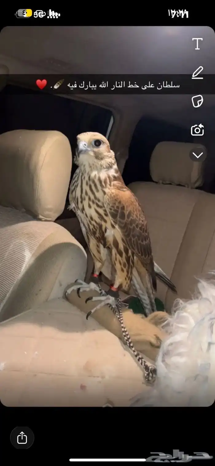 طير ضايع بالمشاهده 0