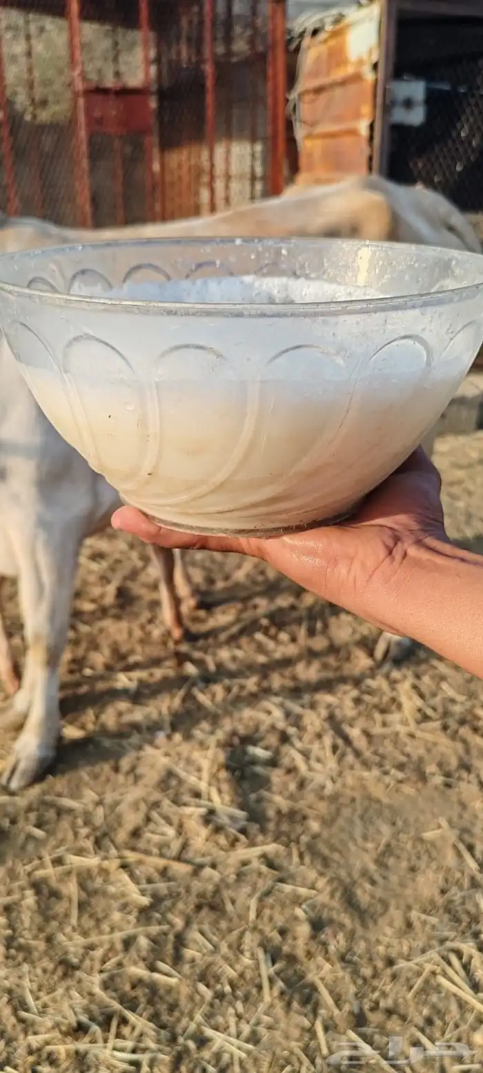 بقرة منتوج 6