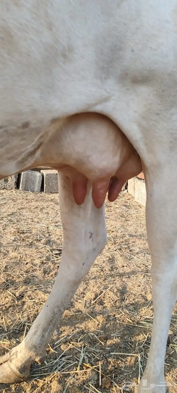 بقرة منتوج 5