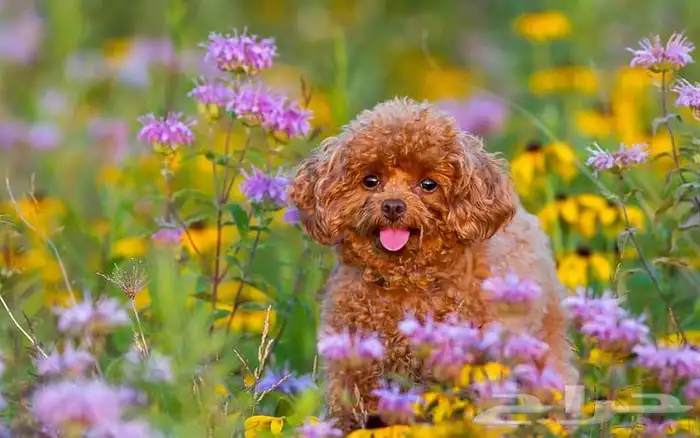 للبيع جراوي توي بودل toy poodle مستويات فاخرة اهالي مستورده 0