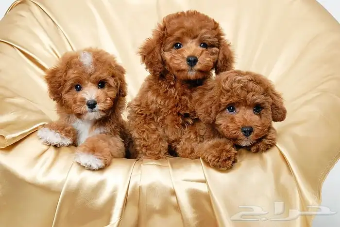 للبيع جراوي توي بودل toy poodle مستويات فاخرة اهالي مستورده 3