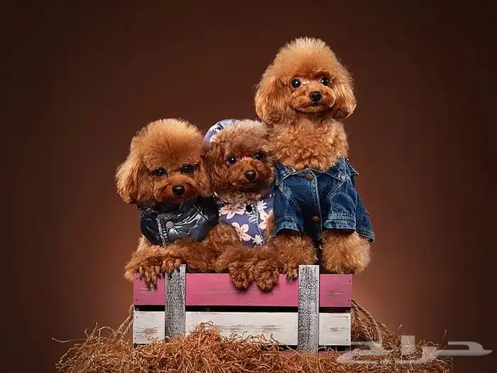 للبيع جراوي توي بودل toy poodle مستويات فاخرة اهالي مستورده 2