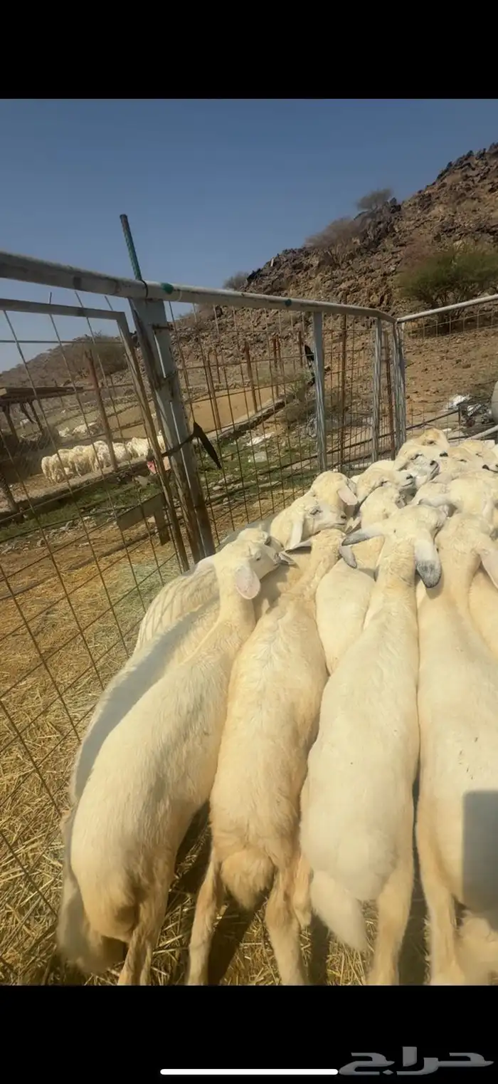 بهم طيب وكفو 0