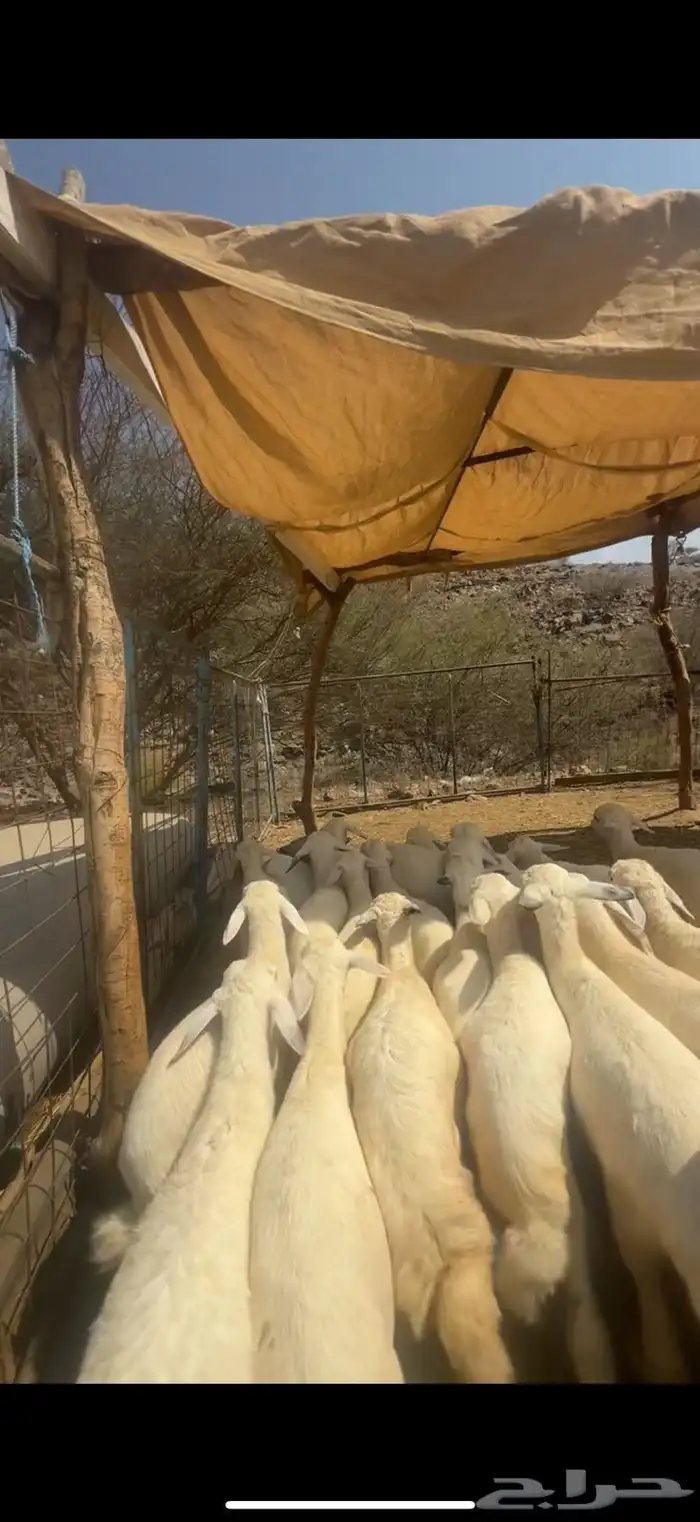 بهم طيب وكفو 2