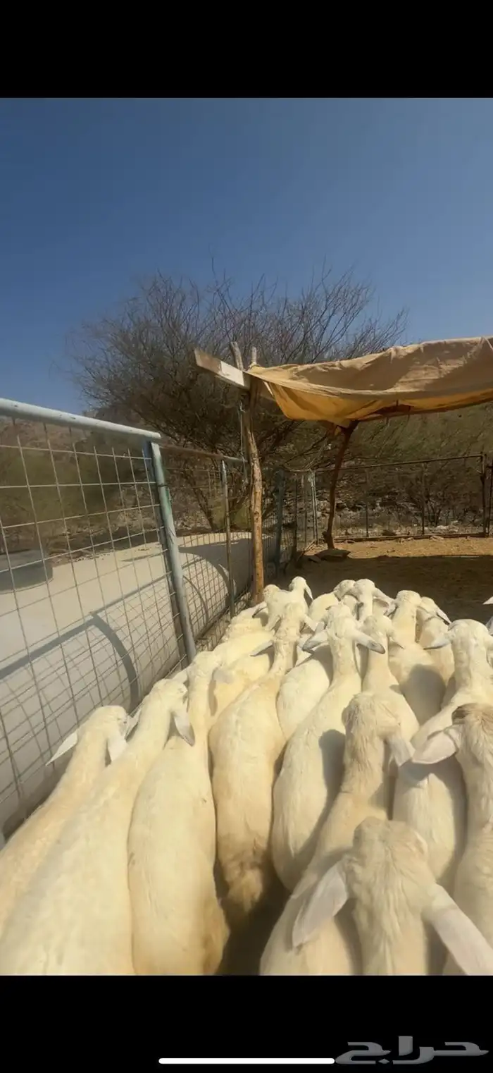 بهم طيب وكفو 3