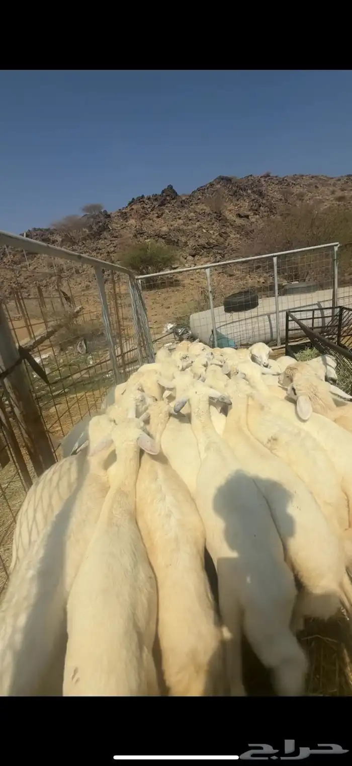 بهم طيب وكفو 1