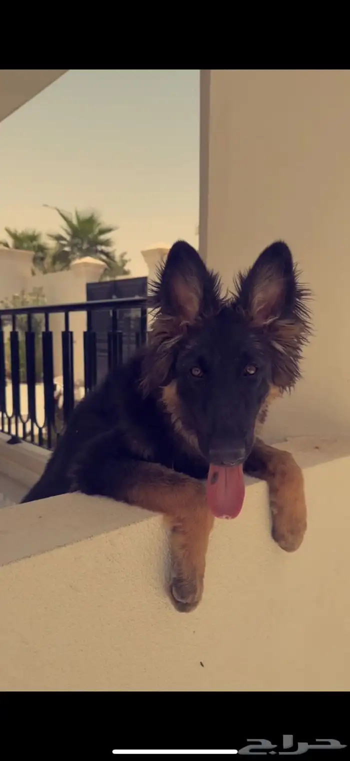 كلب للبيع مستعجل 0