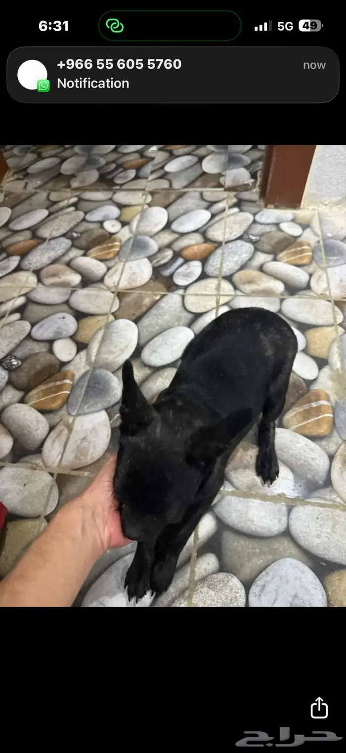 كلب فرنش مهجن للتبني برسوم 1