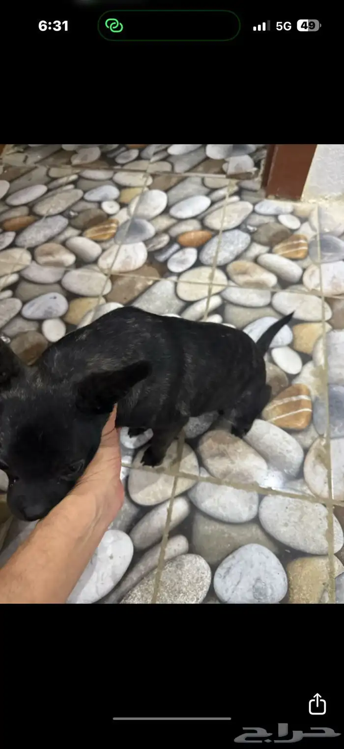 كلب فرنش مهجن للتبني برسوم 2