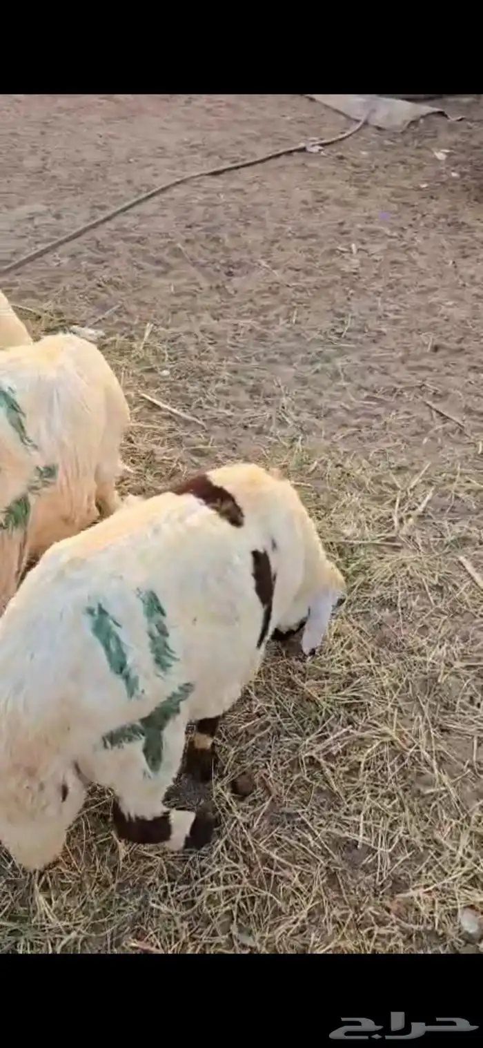 طليان سواكن بيض ترابي 4