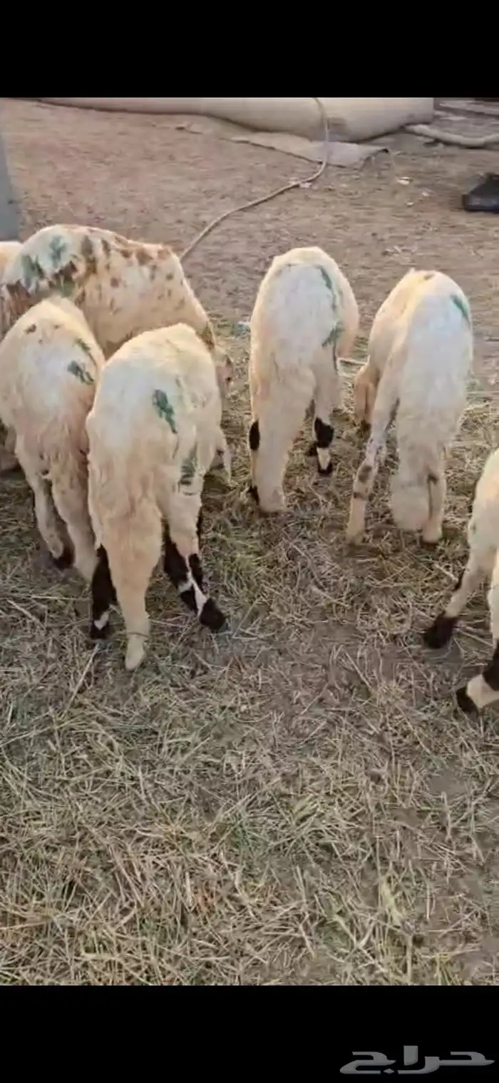 طليان سواكن بيض ترابي 2