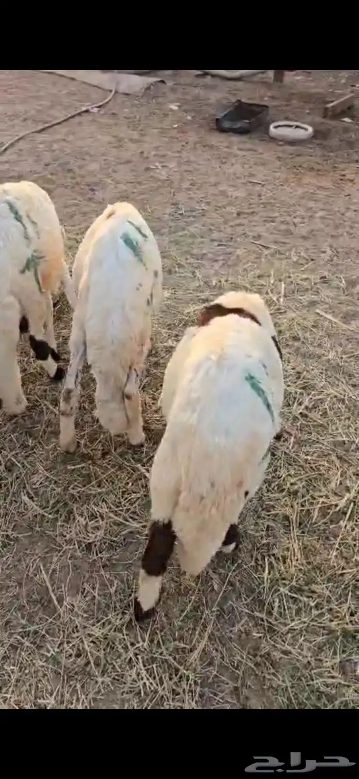 طليان سواكن بيض ترابي 1