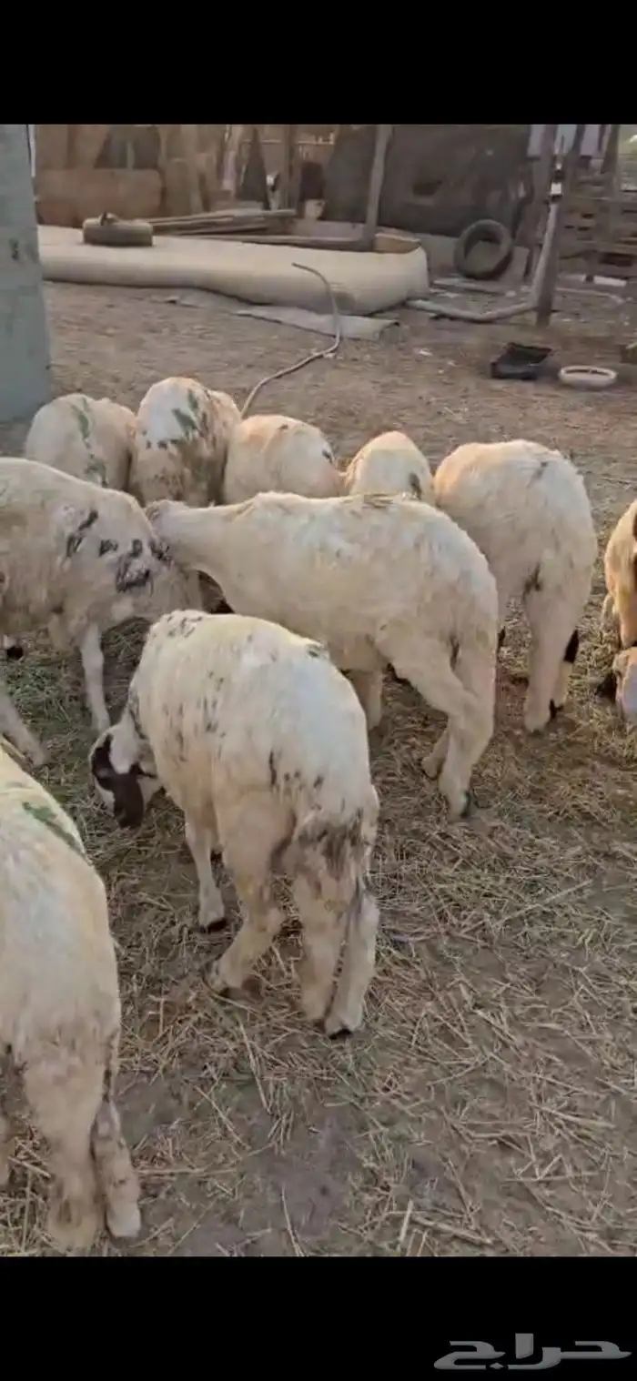 طليان سواكن بيض ترابي 3