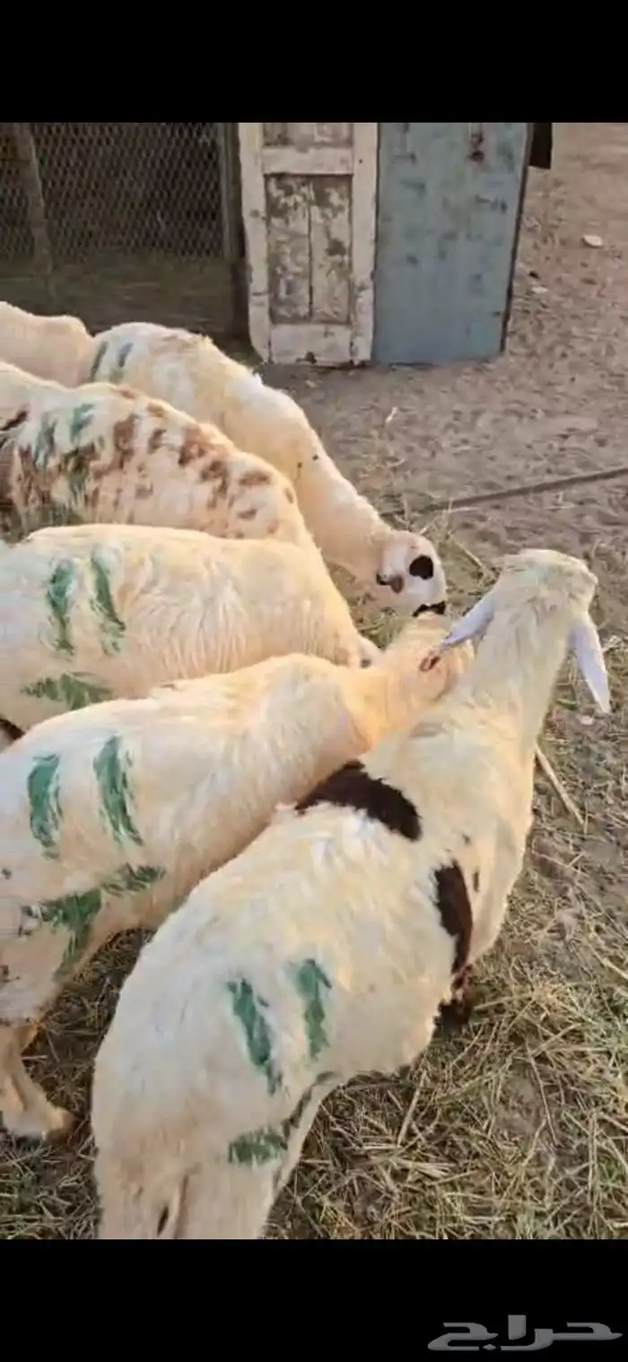 طليان سواكن بيض ترابي 0