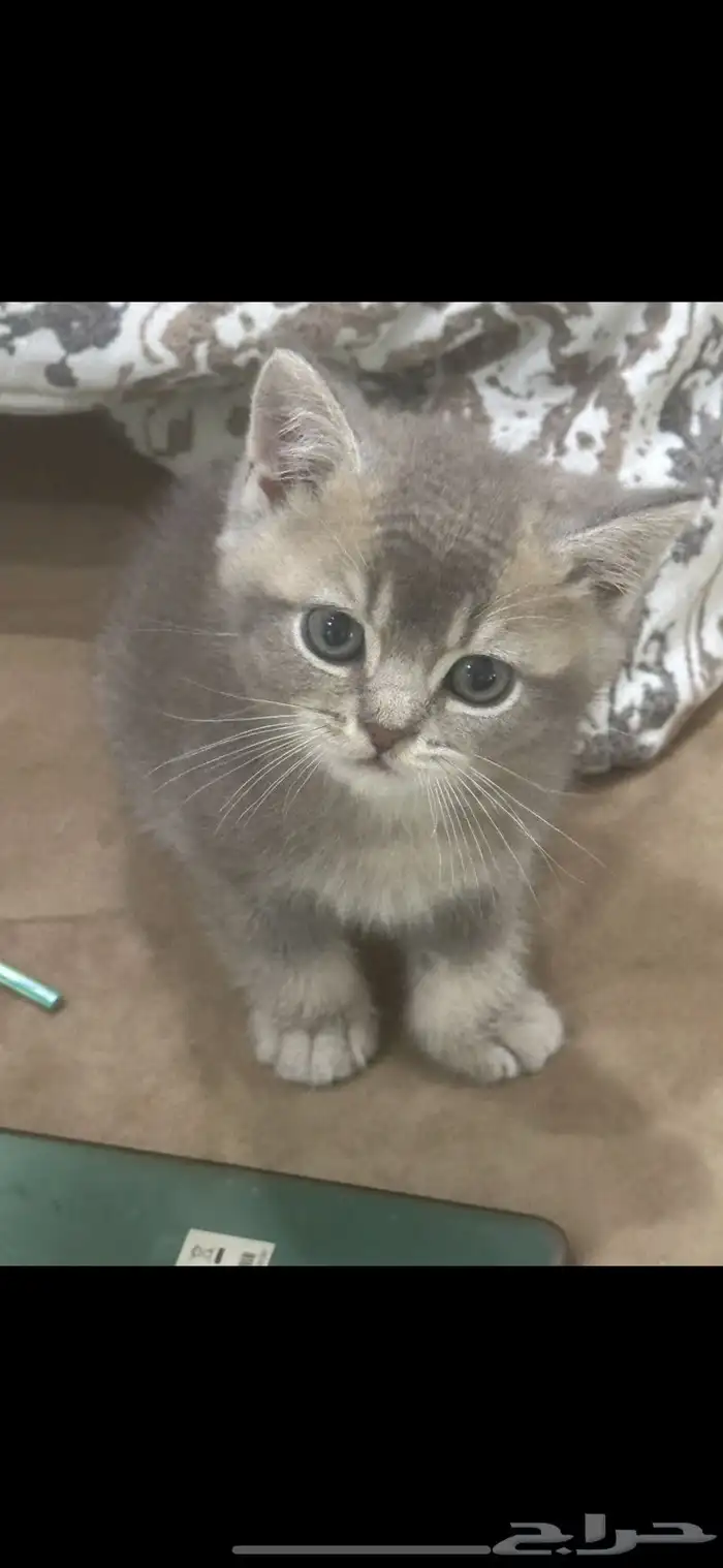 كيتن سكوتش وبريتش للبيع 3