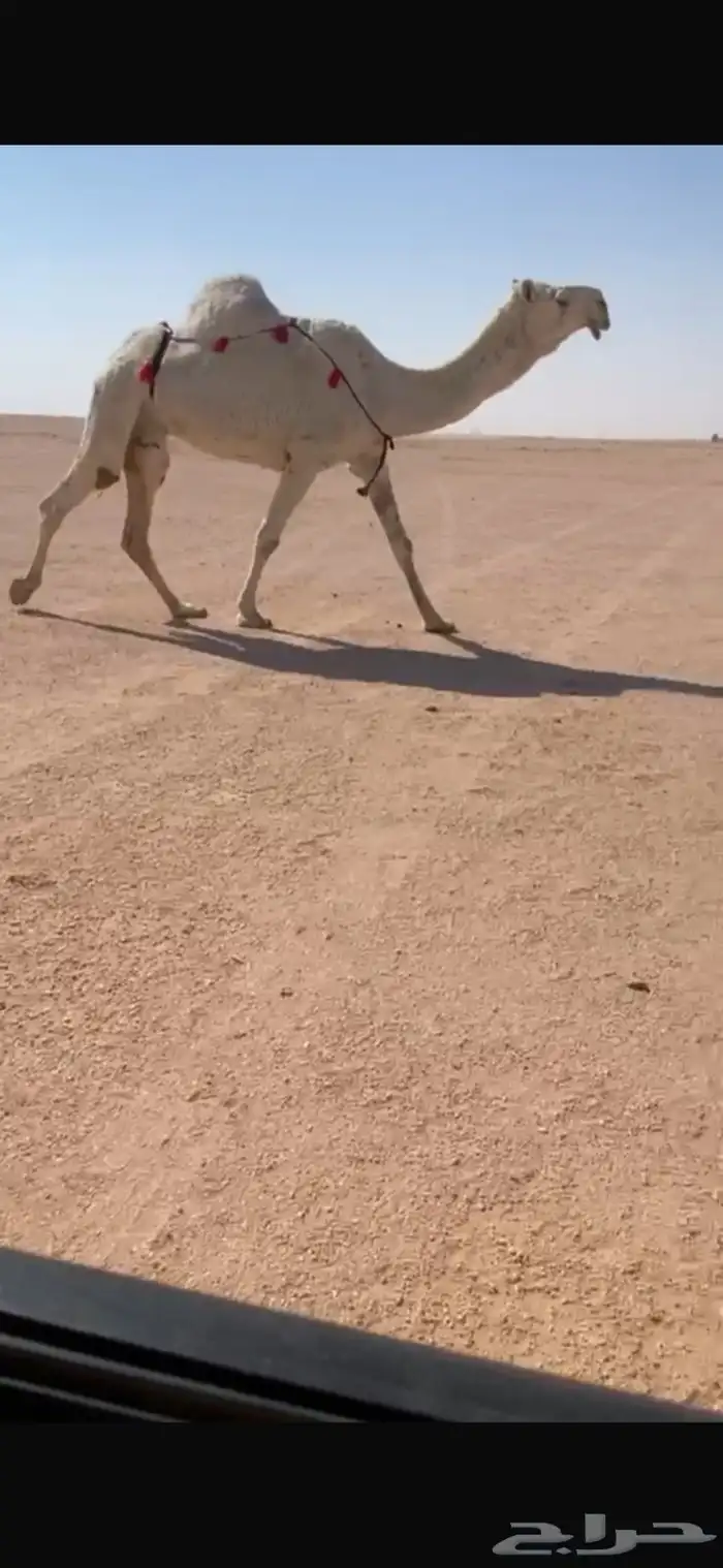 للبيع القحه الرمانيه 0