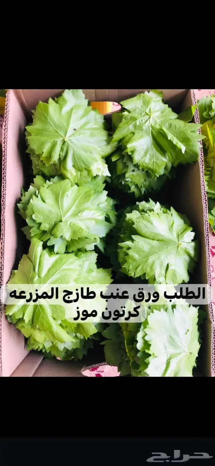 ورق عنب 1