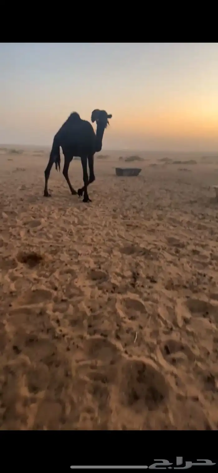 قعود مجهم للبيع 0