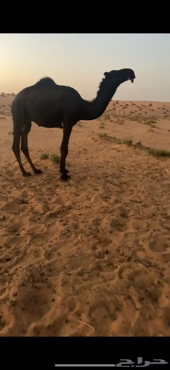 قعود مجهم للبيع 1