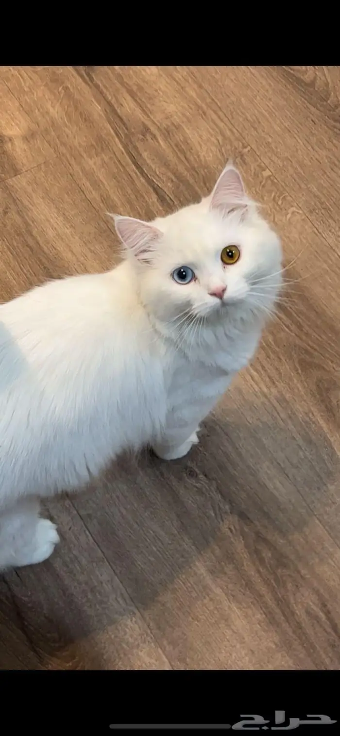 الجبيل البلد حي الخالدية 1