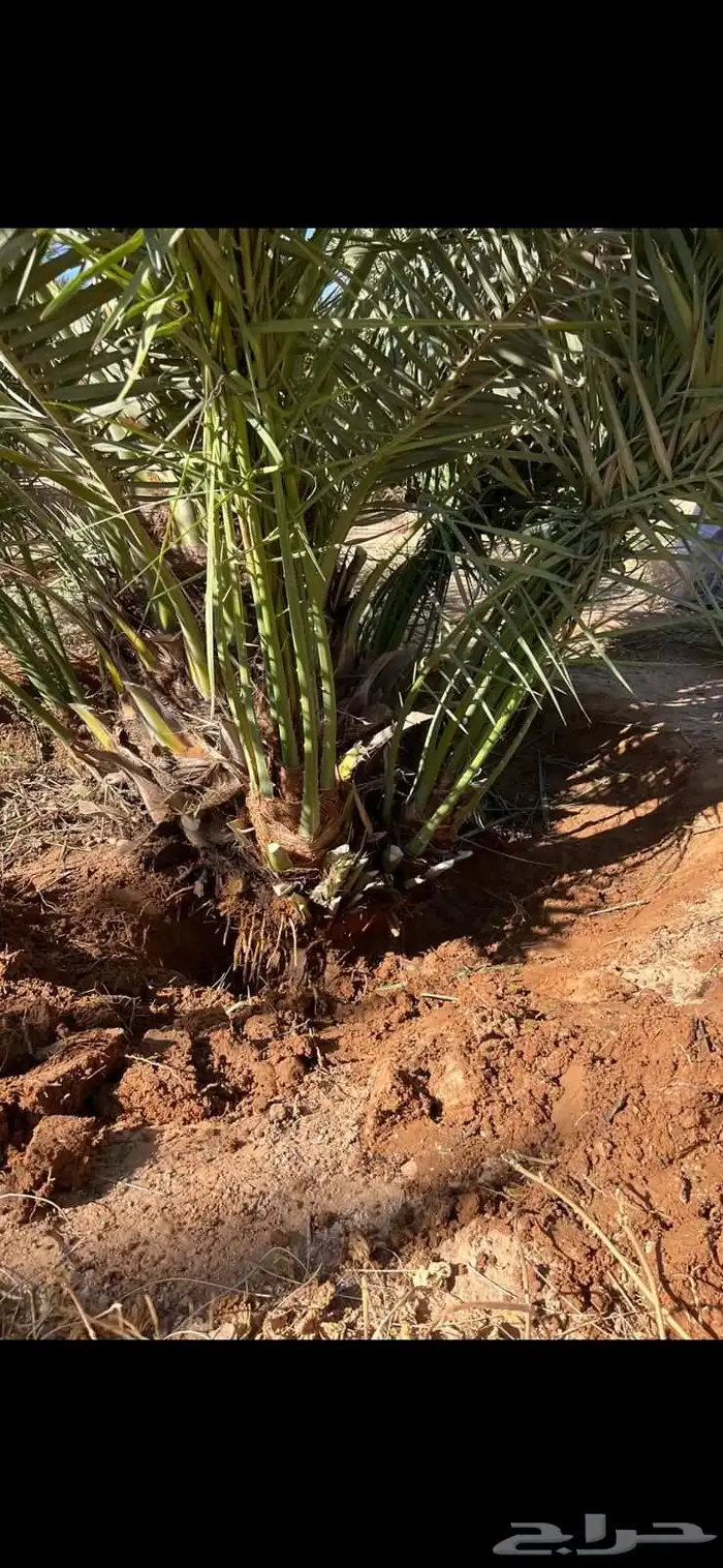 فسايل ونخيل بجميع انواعها 0