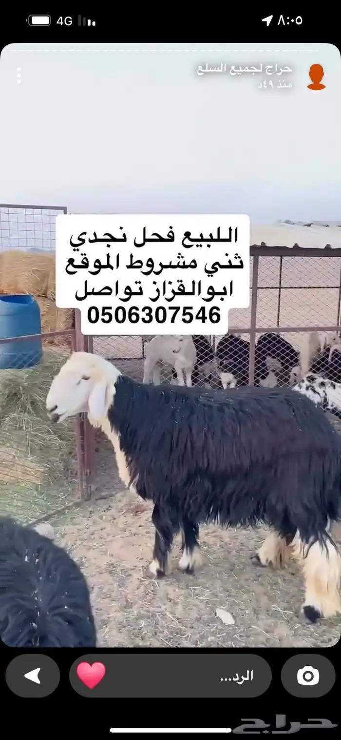 فحل نجدي شرط ثني 0