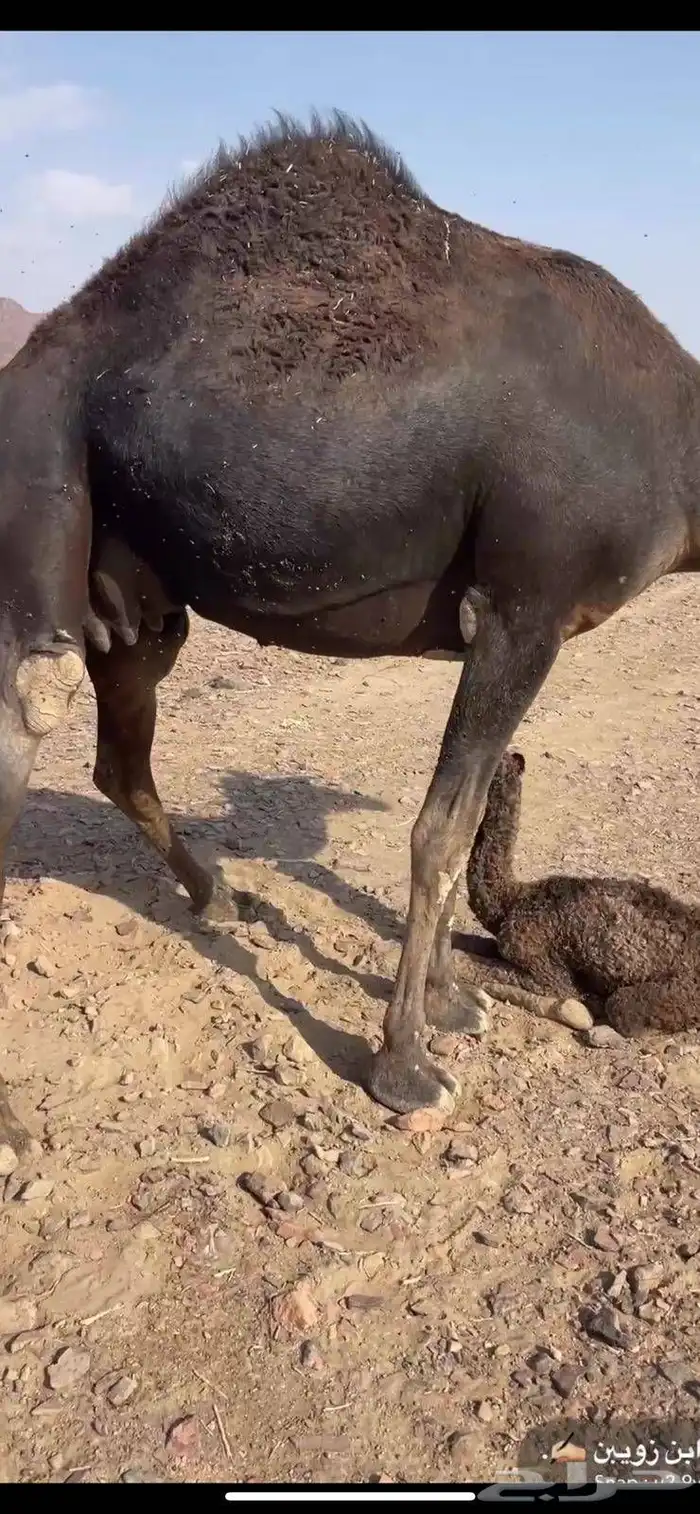 بكره مصغر منيحه مقنوي للبيع الحد 16500 5