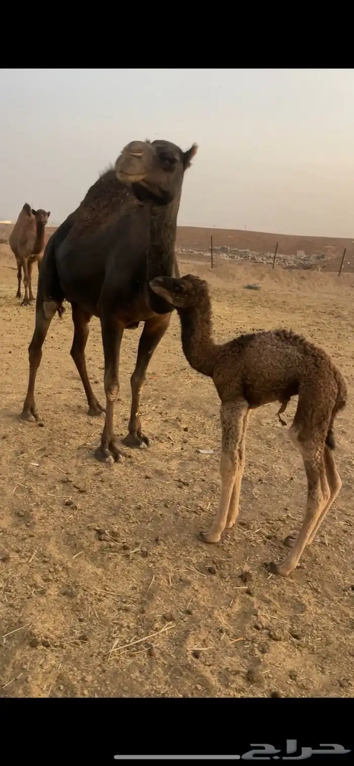 بكره مصغر منيحه مقنوي للبيع الحد 16500 6