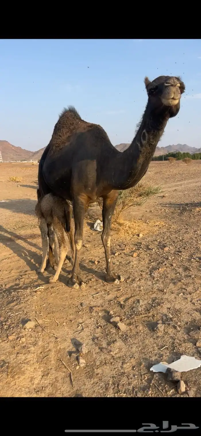 بكره مصغر منيحه مقنوي للبيع الحد 16500 4