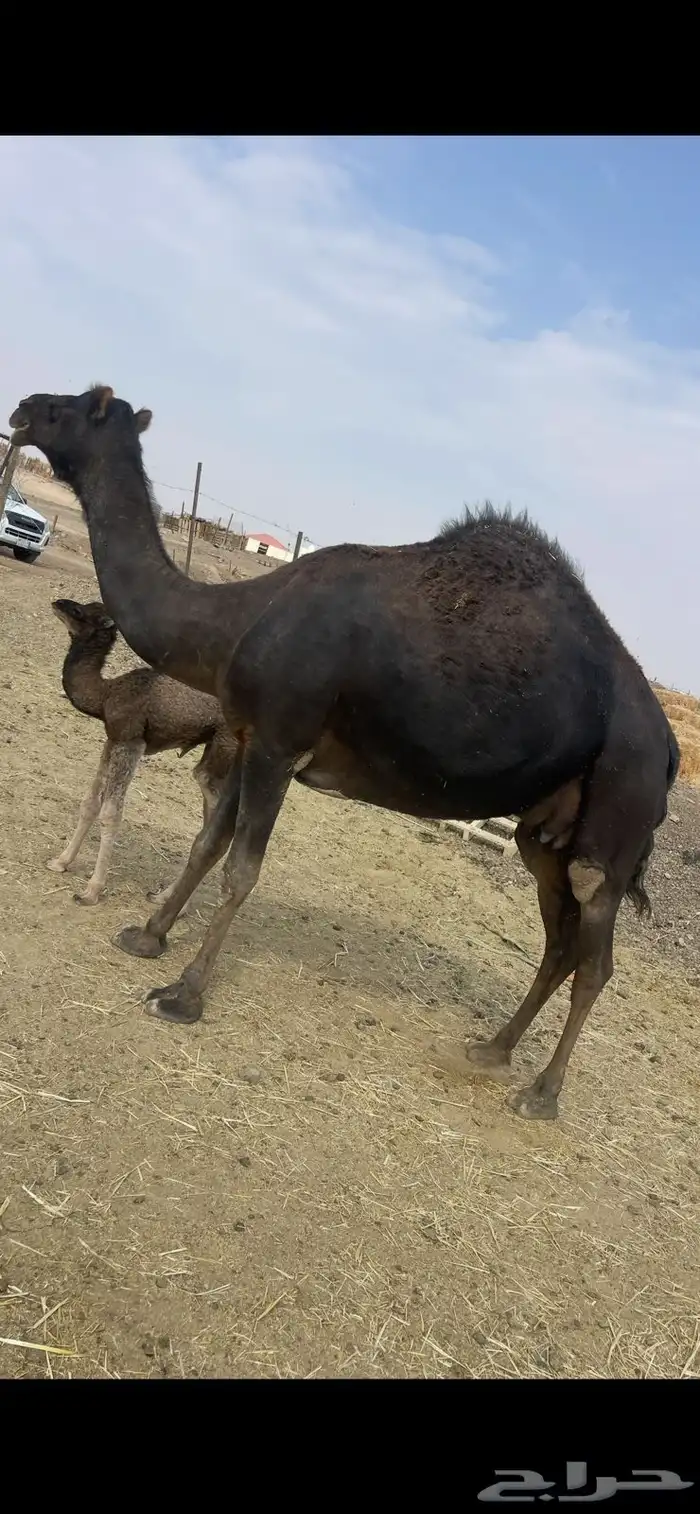 بكره مصغر منيحه مقنوي للبيع الحد 16500 2