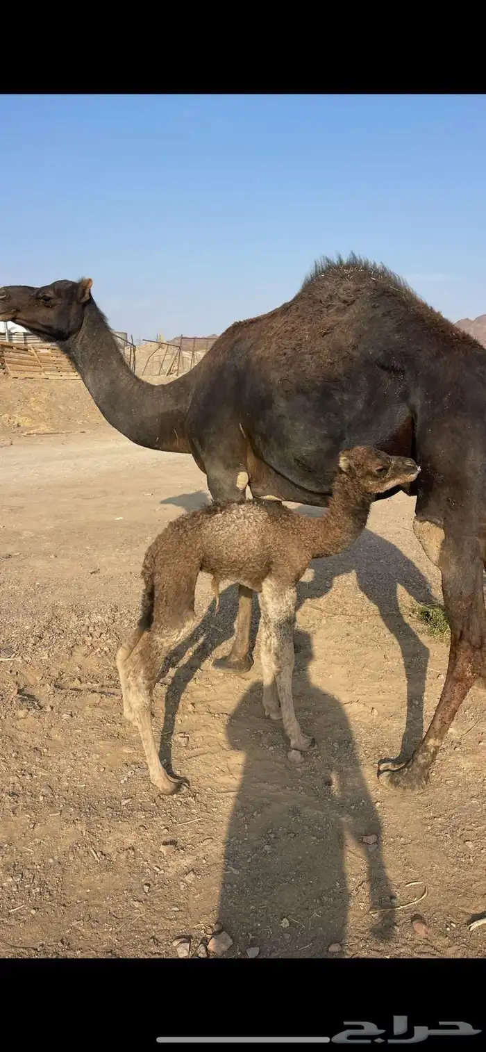 بكره مصغر منيحه مقنوي للبيع الحد 16500 1