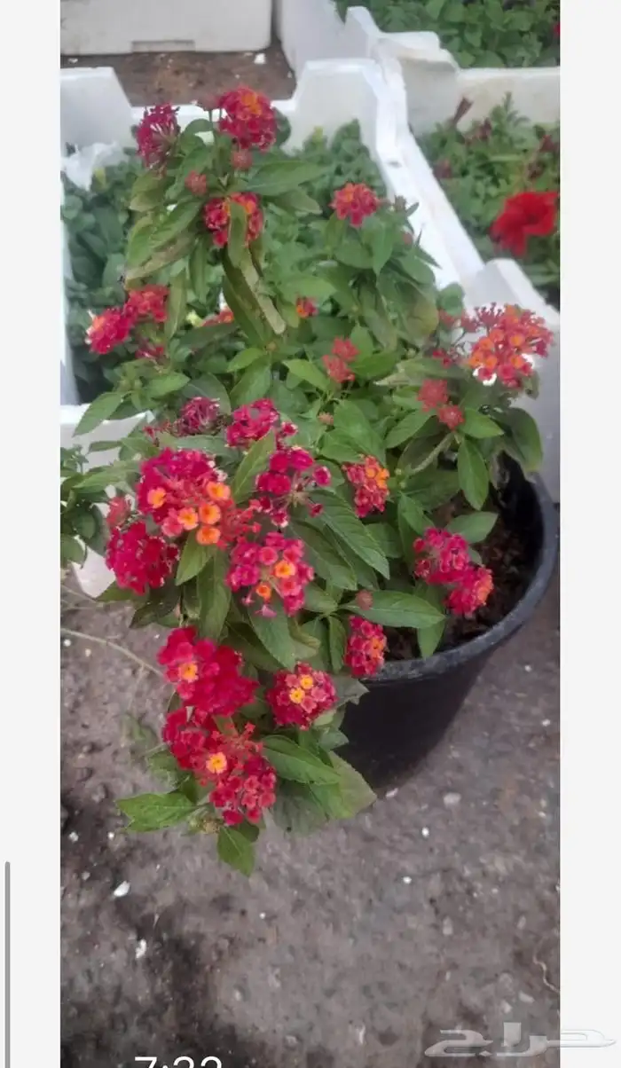 تنسيق الحدائق 7