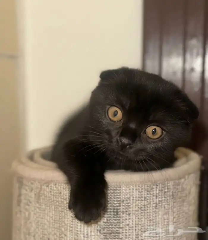 بيع قطة سكوتش فولد 0