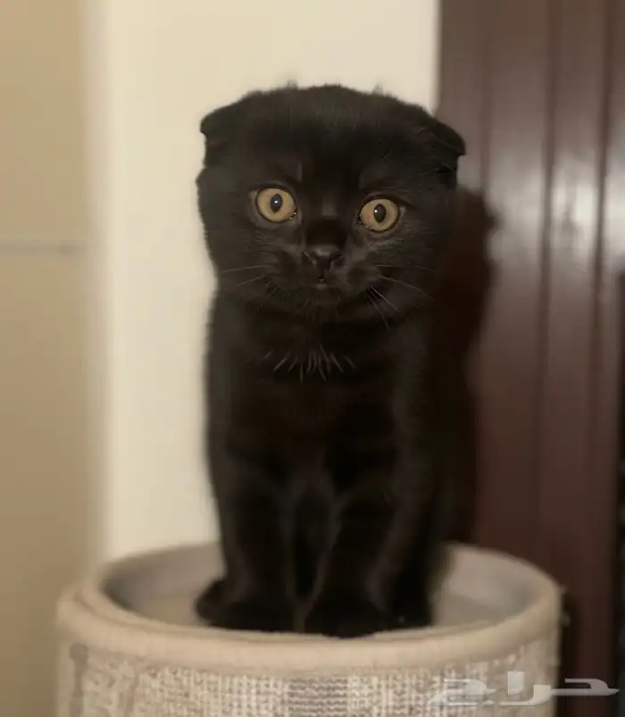 بيع قطة سكوتش فولد 1