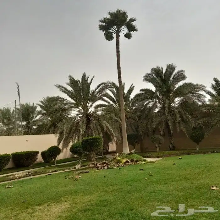 تكريب النخيل 5