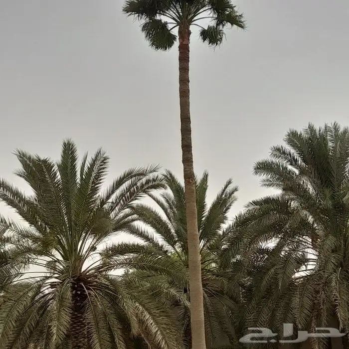 تكريب النخيل 2