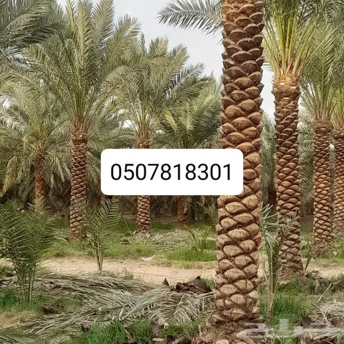 تكريب النخيل 4