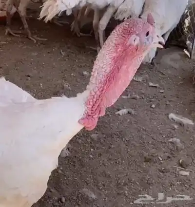 ديك رومي جاهز لذبح 0