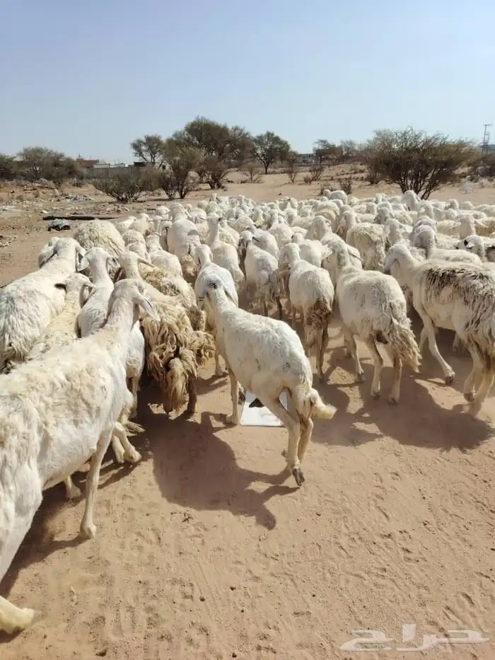 غنم حريه حرش مراح وحد قطعه وحده العداد 100غنم دفيع ومضريع 3