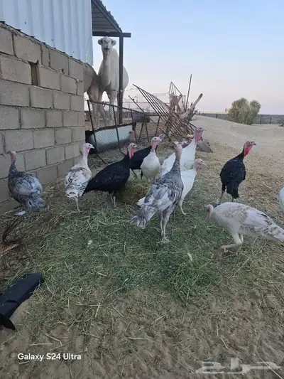 دجاج رومي للبيع ببيشة index