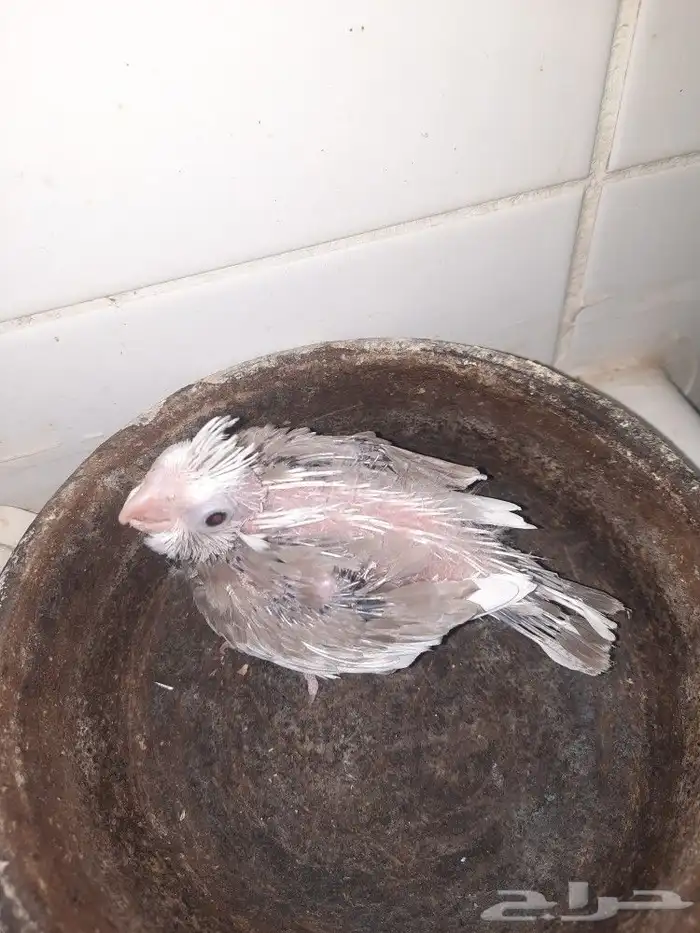 فرخ كروان هولندى غر لون مميز 0